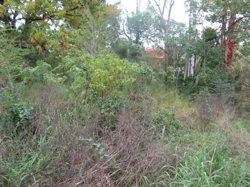 15 Bonalbo Street, Bonalbo NSW 2469