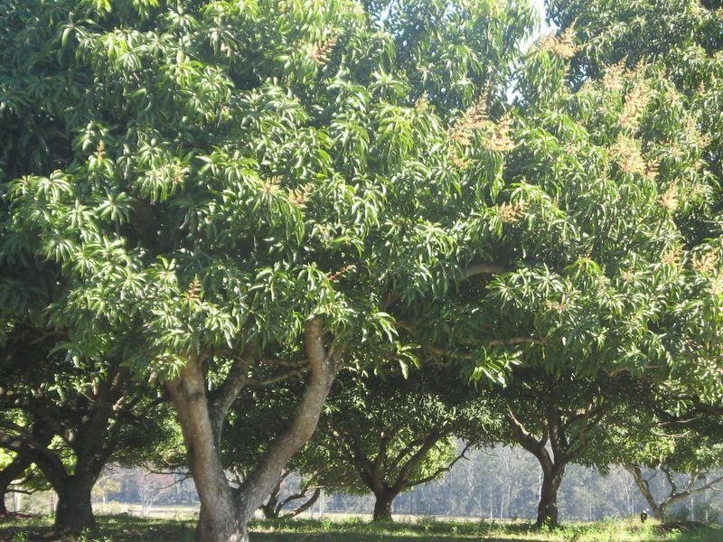 80 Emu Park Road, Casino NSW 2470