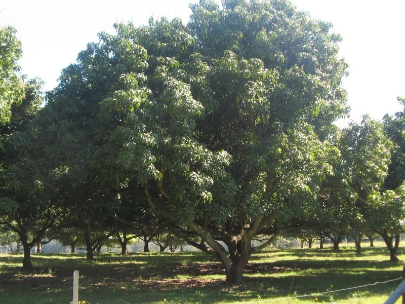 80 Emu Park Road, Casino NSW 2470