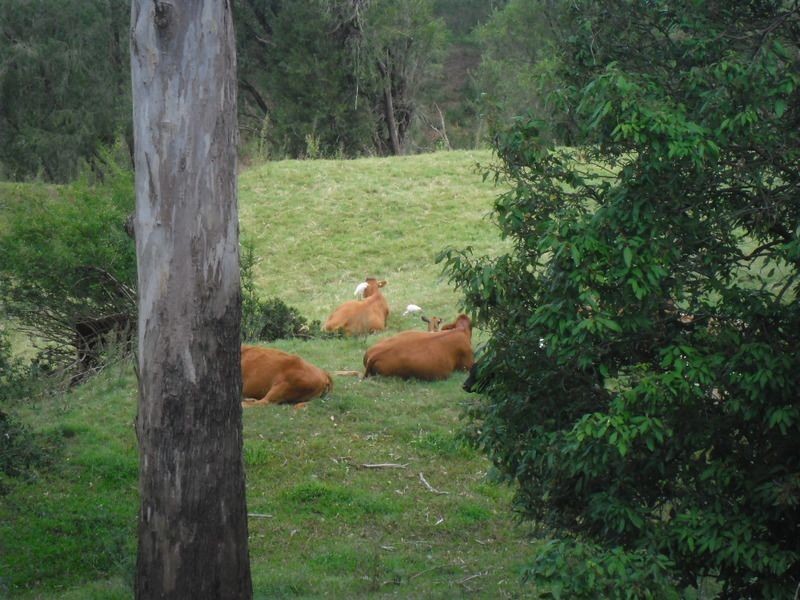 Site 21 Glennvilla Caravan Park off Johnston St, Casino NSW 2470