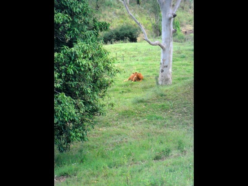 Site 21 Glennvilla Caravan Park off Johnston St, Casino NSW 2470