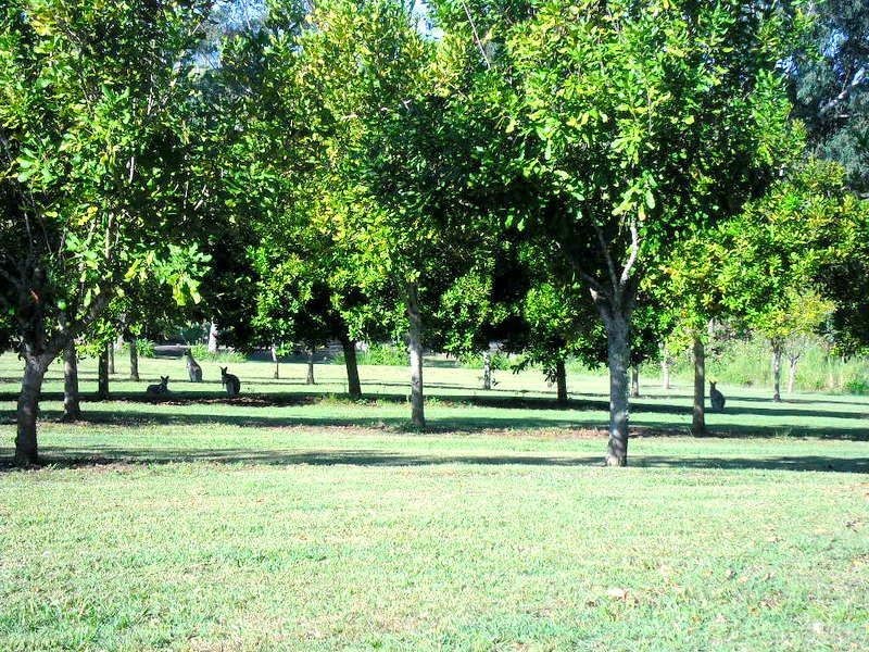 657 Old Dyraaba Rd, Casino NSW 2470