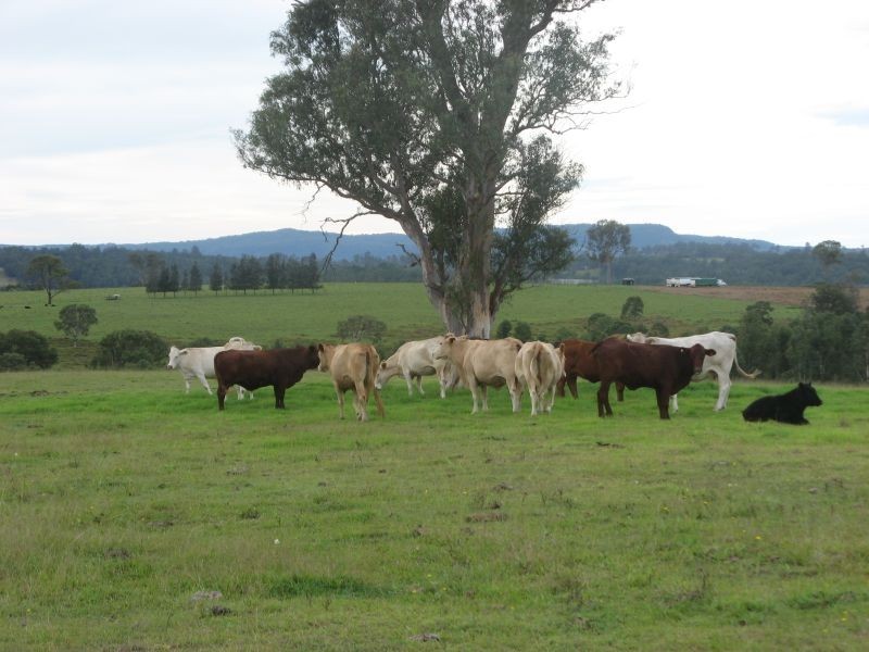 11607 Clarence Way, Tabulam NSW 2469