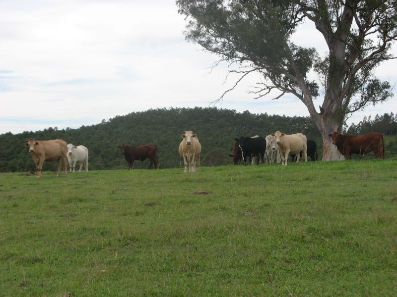 11607 Clarence Way, Tabulam NSW 2469