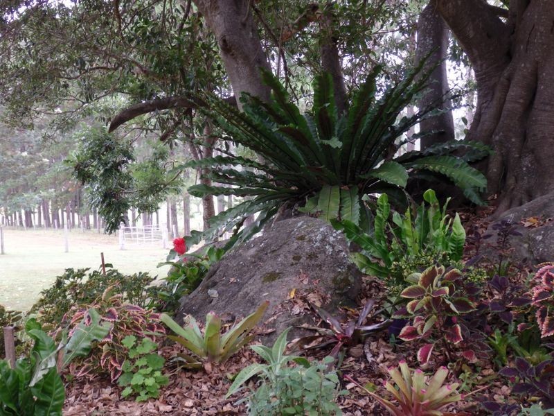 157 Theresa Creek Road, Theresa Creek NSW 2469