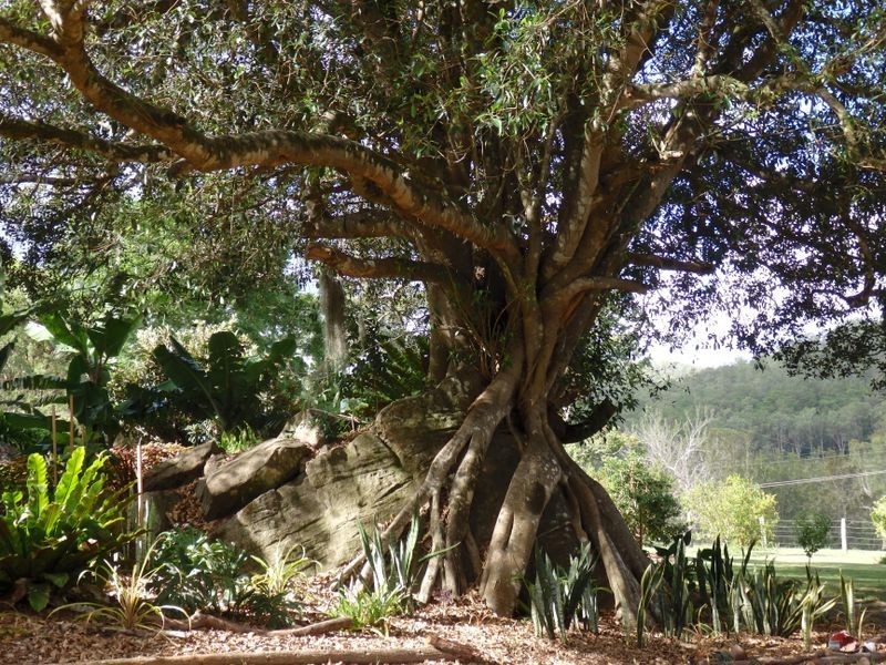 157 Theresa Creek Road, Theresa Creek NSW 2469