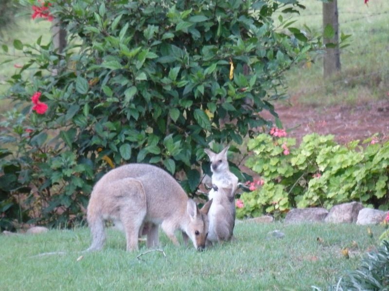 157 Theresa Creek Road, Theresa Creek NSW 2469