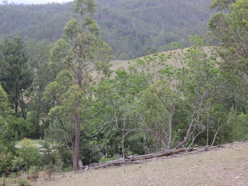 Lot 5 Rocky River Road, Drake NSW 2469