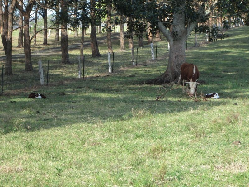 7 View Street, Fairy Hill NSW 2470