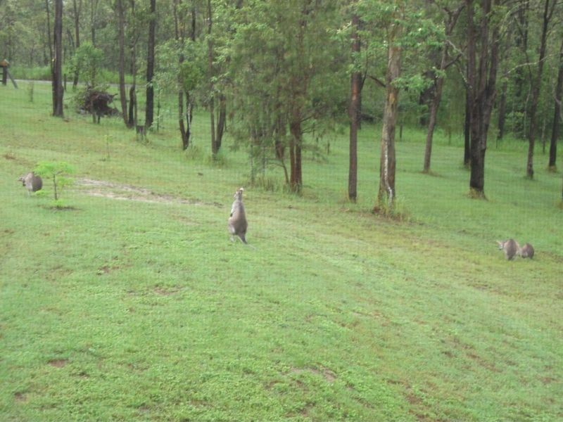 1442 Dyraaba Road, Dyraaba NSW 2470