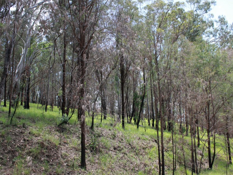 Lot 9 Ogilvie Drive, Tabulam NSW 2469