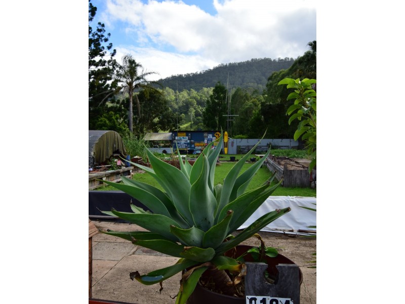 3164 Summerland Way, Grevillia NSW 2474