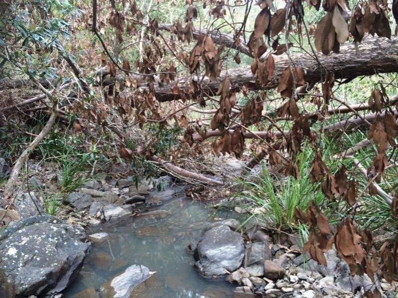 Lot 17 Jenny Lind Lane, Tabulam NSW 2469