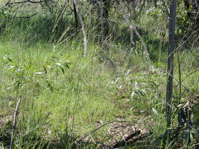 Lot 43 Brewers Road, Kippenduff NSW 2469