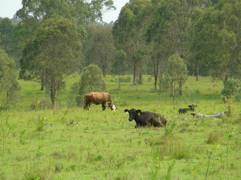 465 Ellangowan Myrtle Creek Road, Ellangowan NSW 2470