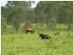 465 Ellangowan Myrtle Creek Road, Ellangowan NSW 2470