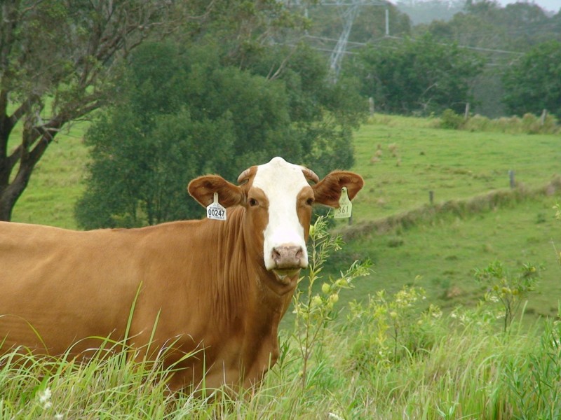 465 Ellangowan Myrtle Creek Road, Ellangowan NSW 2470