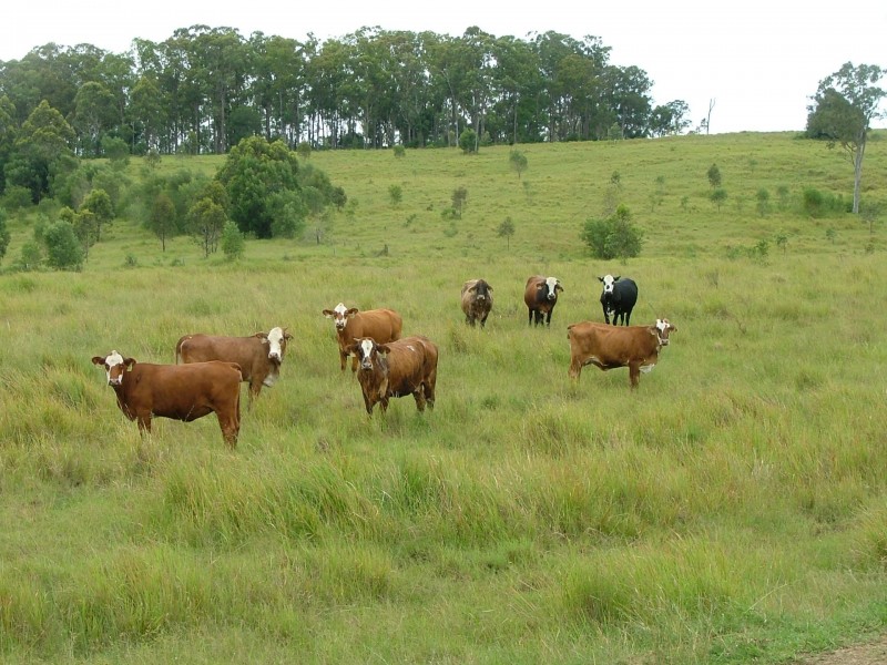 465 Ellangowan Myrtle Creek Road, Ellangowan NSW 2470