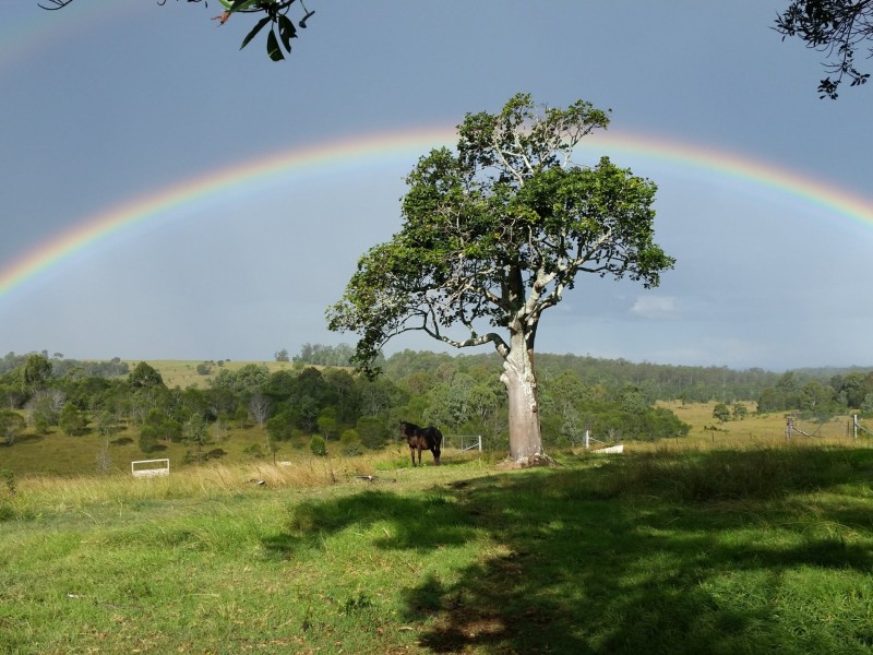 465 Ellangowan Myrtle Creek Road, Ellangowan NSW 2470