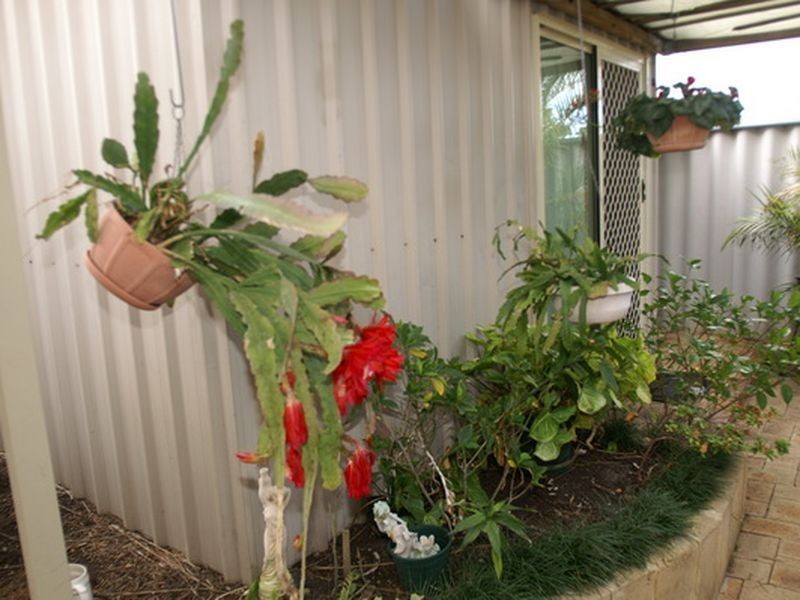 12 Marigold Place, Yangebup WA 6164