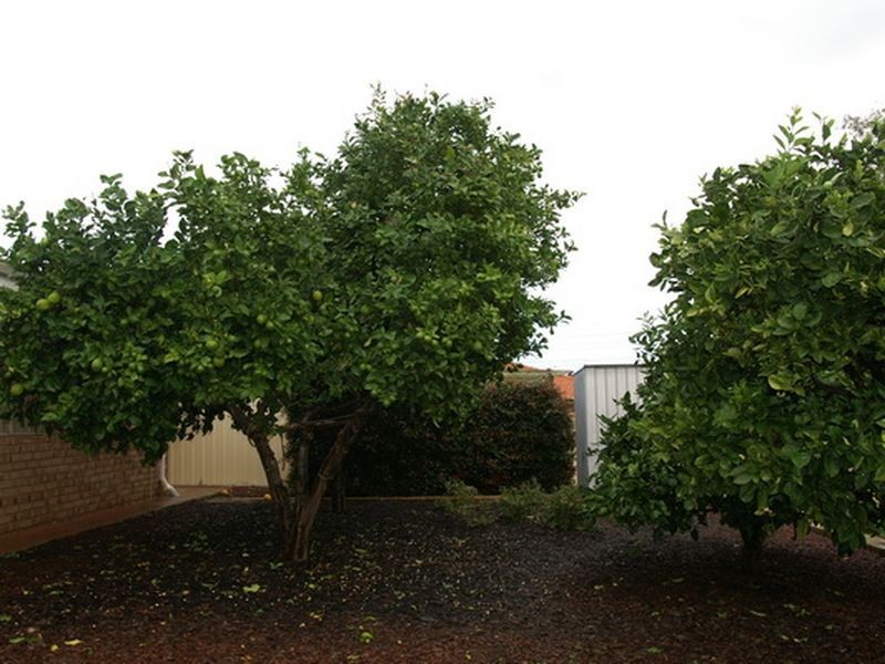 13 Bloodwood Circle, South Lake WA 6164