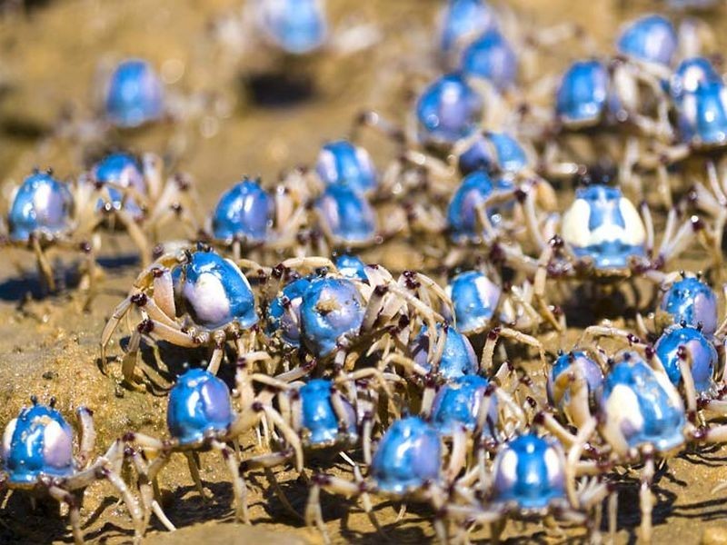 19 Thyra Road, Palm Beach NSW 2108