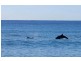 Palm Beach NSW 2108