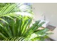 201 Whale Beach Road, Whale Beach NSW 2107