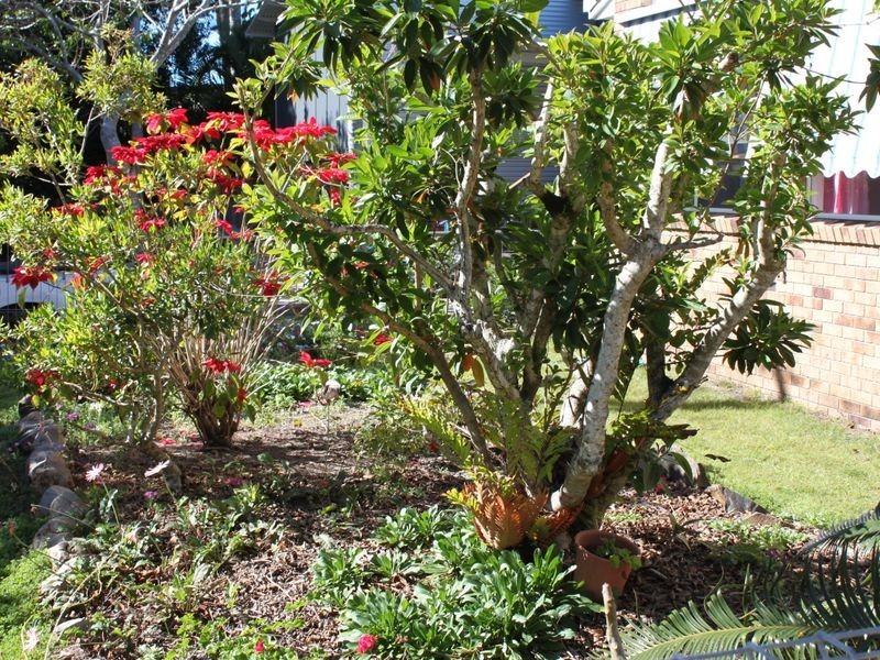 8 Mimosa Avenue, Cabarita Beach NSW 2488