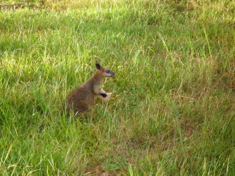 41/19-27 Elizabeth Street, Pottsville NSW 2489