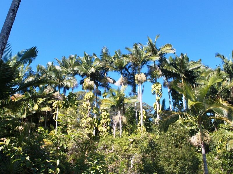 9 Warwick Park Road, Billinudgel NSW 2483