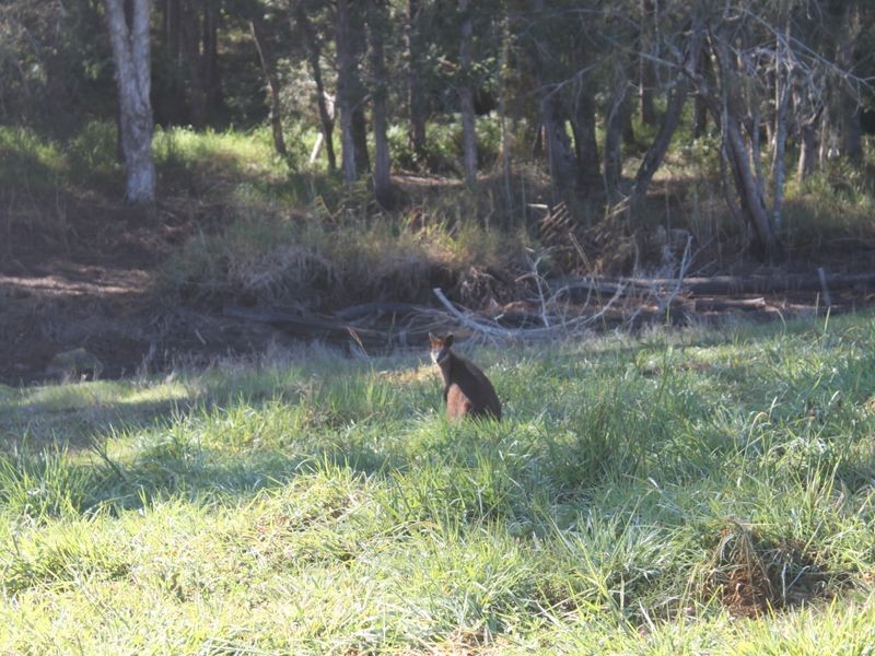 78 Sugar Glider Drive, Pottsville NSW 2489