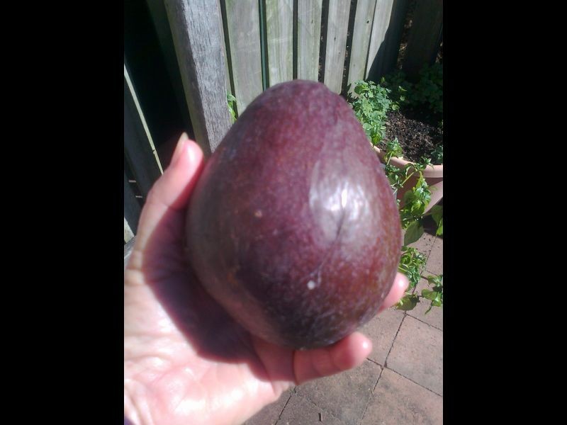 1/81 Andrew Avenue, Pottsville NSW 2489