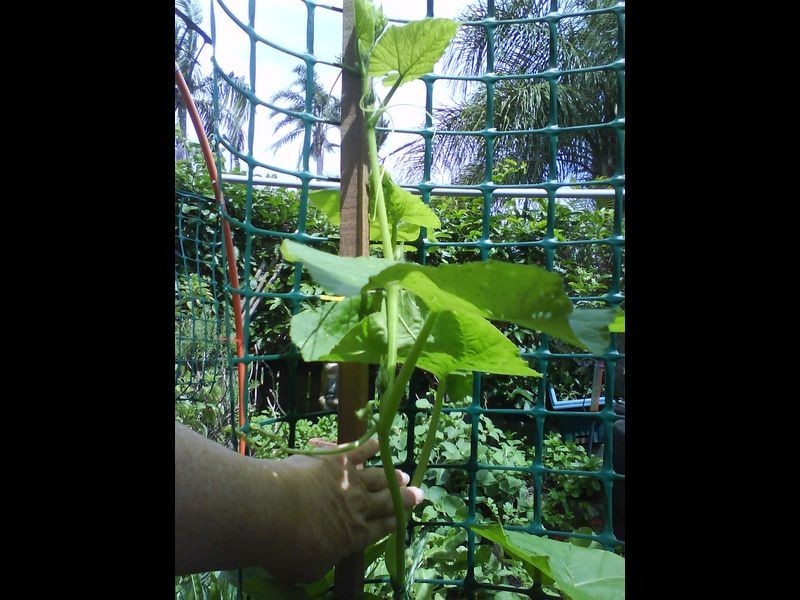 1/81 Andrew Avenue, Pottsville NSW 2489