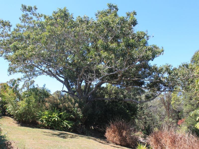 41 Macadamia Drive, Pottsville NSW 2489