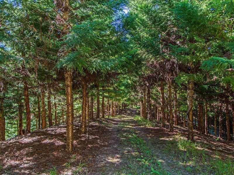 Lot 315 Pottsville/Mooball Road, Pottsville NSW 2489