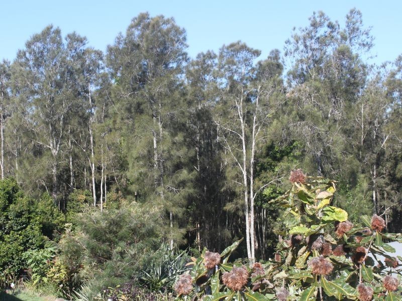 21 Flintwood Street, Pottsville NSW 2489