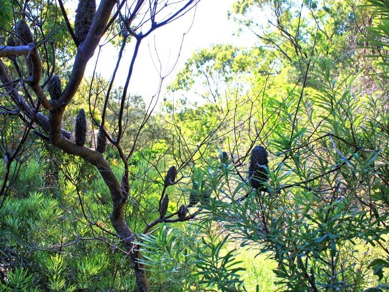 5 (Lot 606 Melia Court, Pottsville NSW 2489