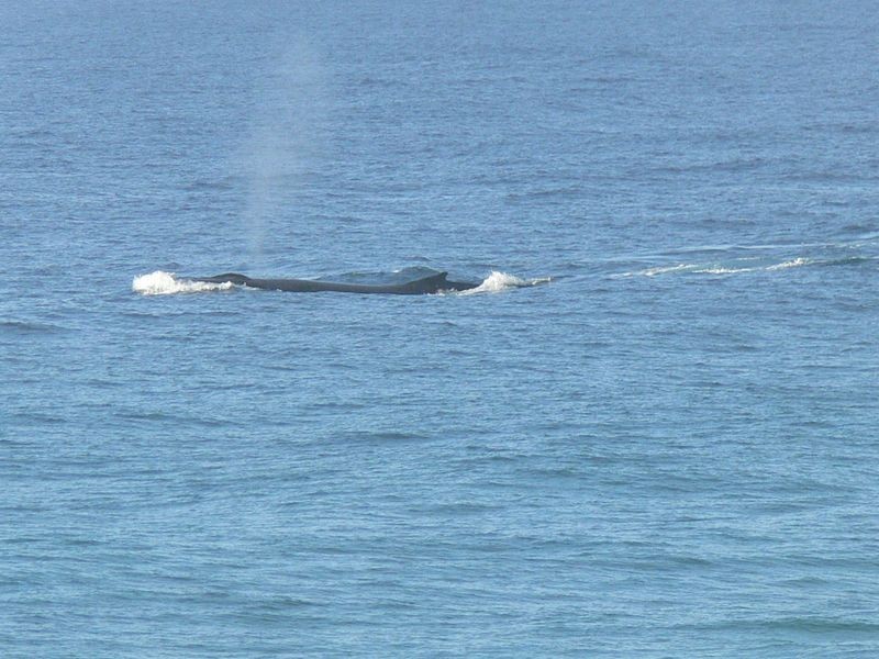 Hastings Point NSW 2489