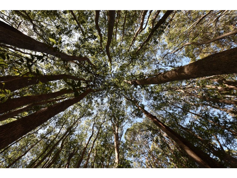 37 Norman Street, Laurieton NSW 2443