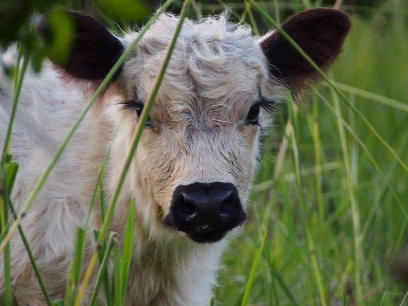 130 Cedar Loggers Lane, Kendall NSW 2439