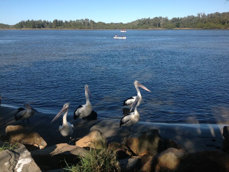 23 Pindari Drive, Dunbogan NSW 2443
