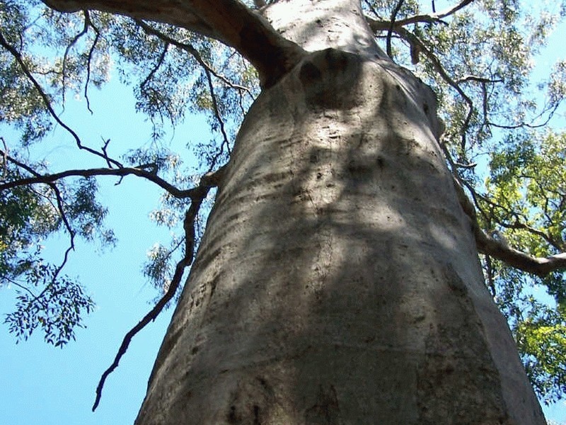 Lot 159/DP 754418 Batar Creek Road, Kendall NSW 2439