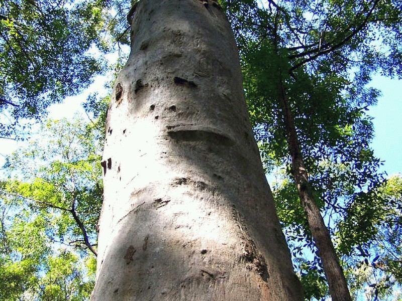 Lot 159/DP 754418 Batar Creek Road, Kendall NSW 2439