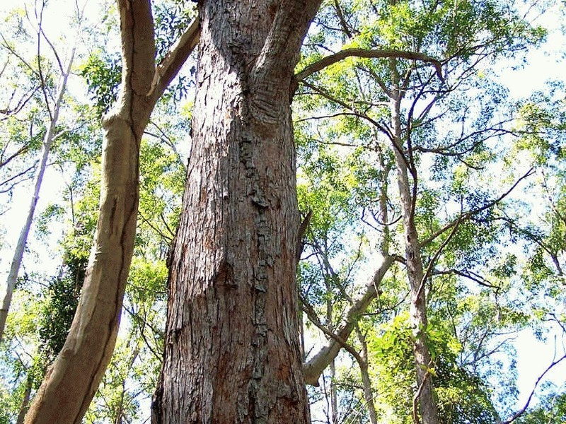 Lot 159/DP 754418 Batar Creek Road, Kendall NSW 2439