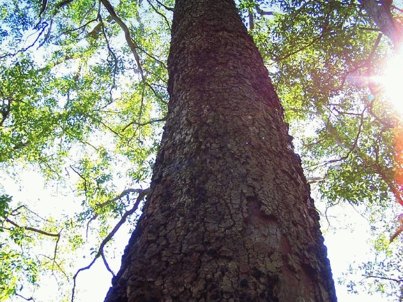 Lot 159/DP 754418 Batar Creek Road, Kendall NSW 2439