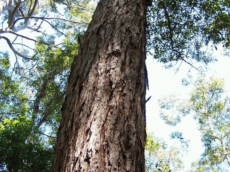 Lot 159/DP 754418 Batar Creek Road, Kendall NSW 2439