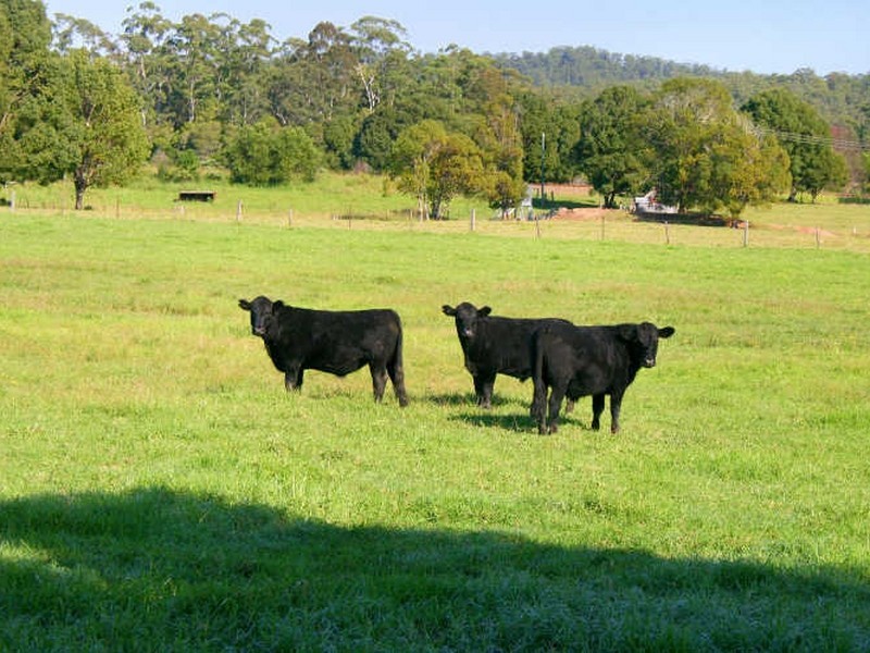 Kendall NSW 2439