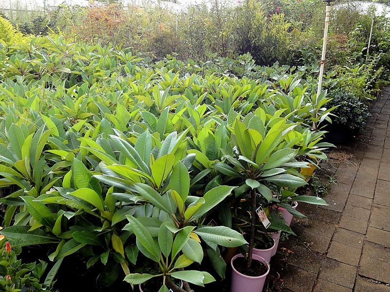 79 Jericho Road, Moorland NSW 2443