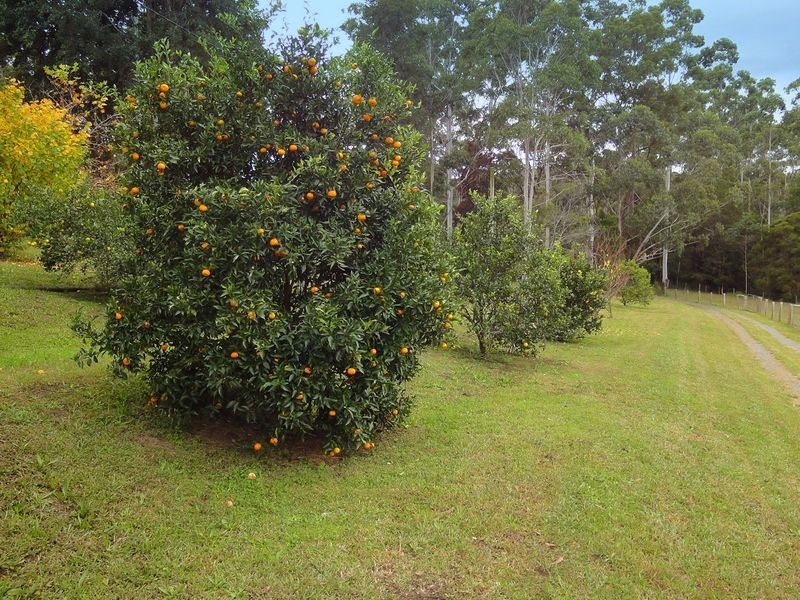 49 Lee Place, Kendall NSW 2439